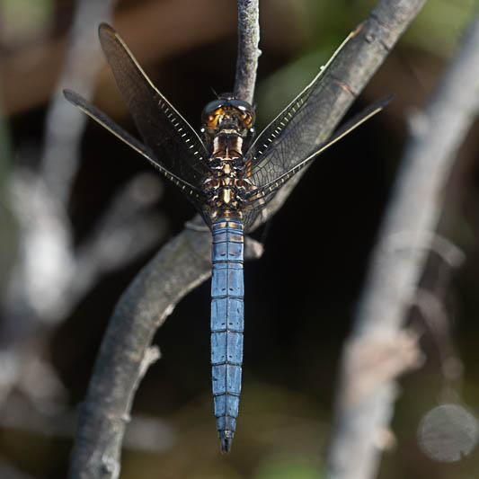 Orthetrum coerulescens male-223484.jpg