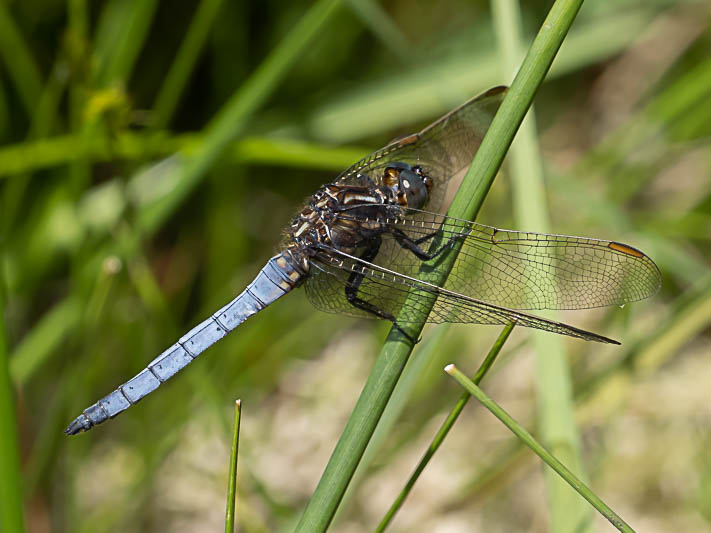 Orthetrum coerulescens male-223635.jpg