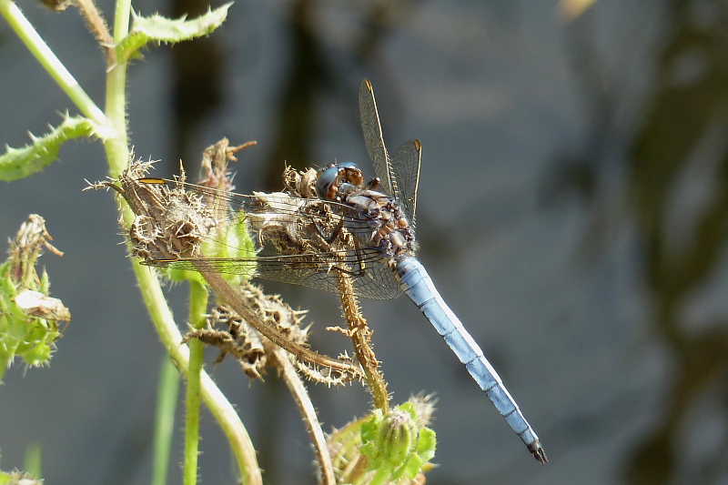 P1010513_Orthetrum_coerulescens.JPG