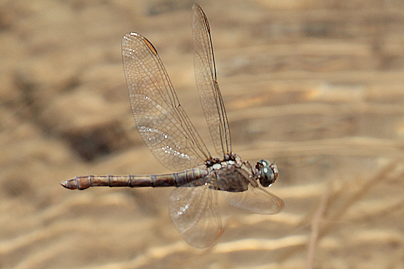 _MG_1384 Orthetrum coerulescens.JPG