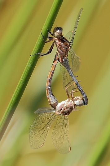 _MG_1401 Orthetrum coerulescens.JPG