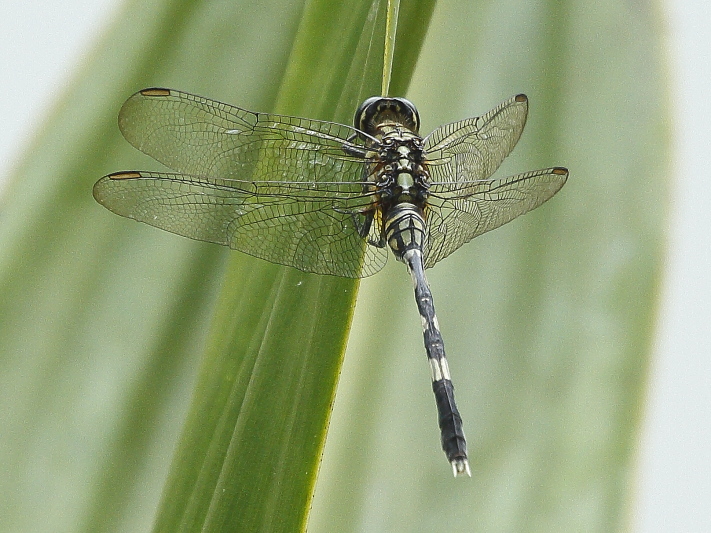 J01_1212 Orthetrum sabina female.JPG