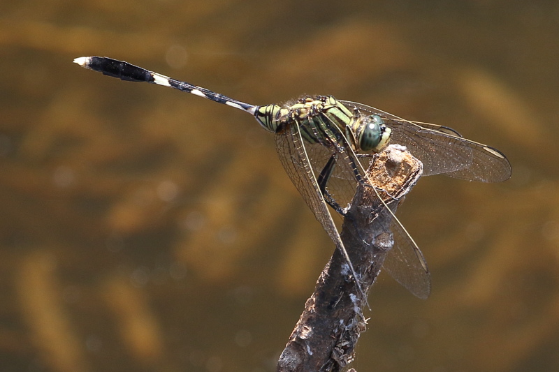 J19_1503 Orthetrum sabina male.JPG