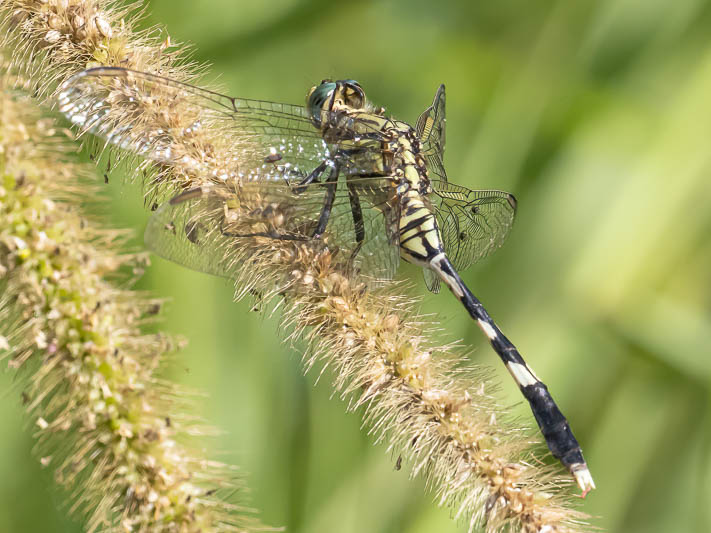 Orthetrum sabina female-3.jpg