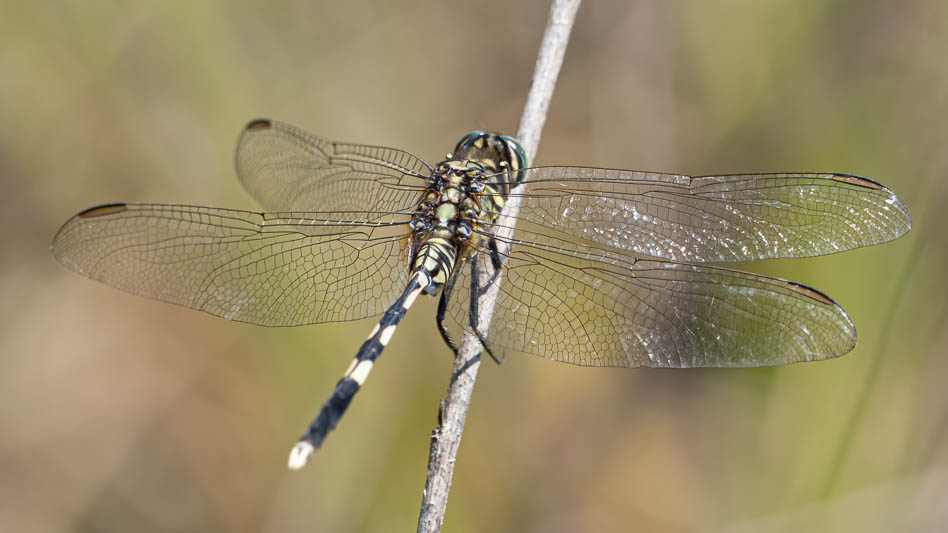 Orthetrum sabina male-3.jpg