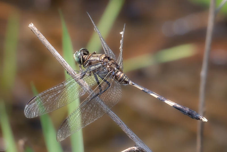 Orthetrum sabina male-4.jpg