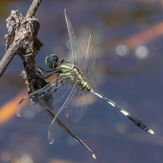 Orthetrum sabina male-5.jpg