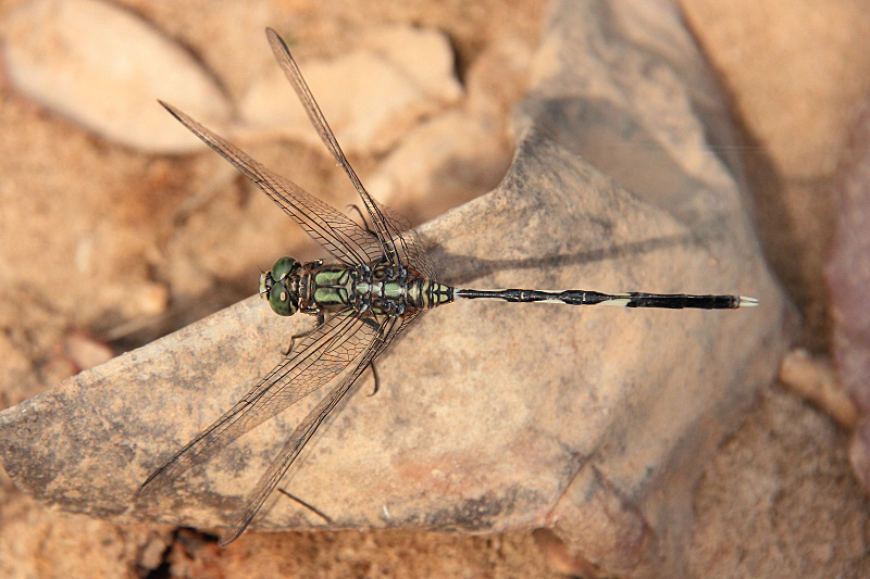 _MG_4978 Orthetrum sabina male.JPG