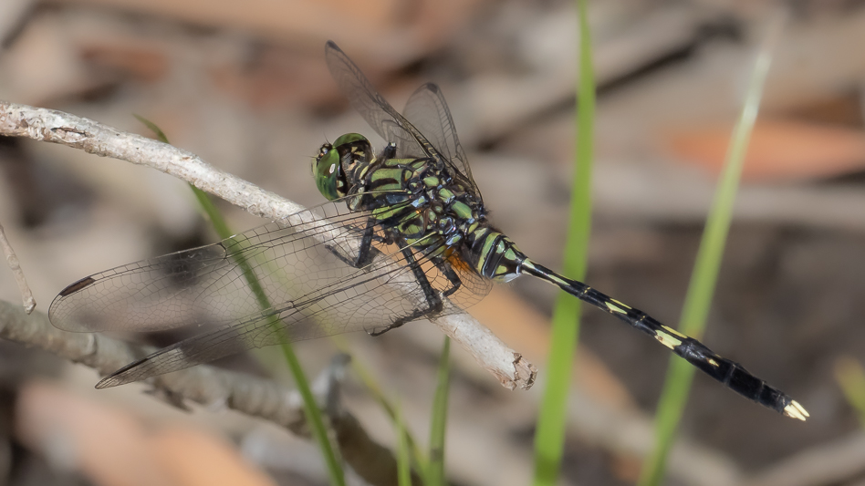 Orthetrum serapia male (1 of 9).jpg