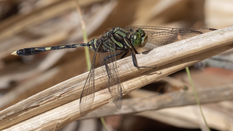 Orthetrum serapia male (2 of 9).jpg