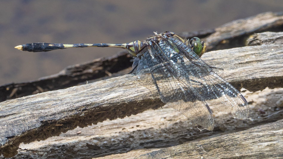 Orthetrum serapia male (3 of 9).jpg