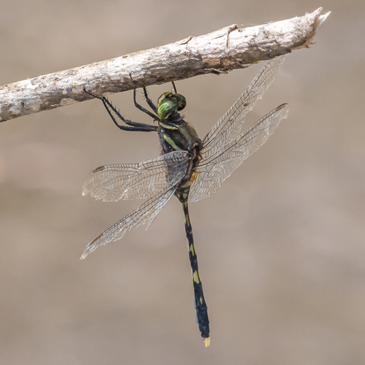 Orthetrum serapia male (4 of 9).jpg