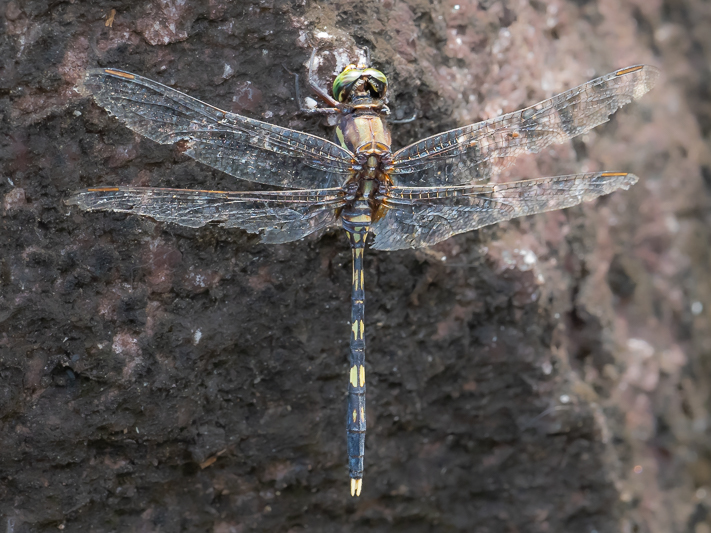 Orthetrum serapia male (5 of 9).jpg