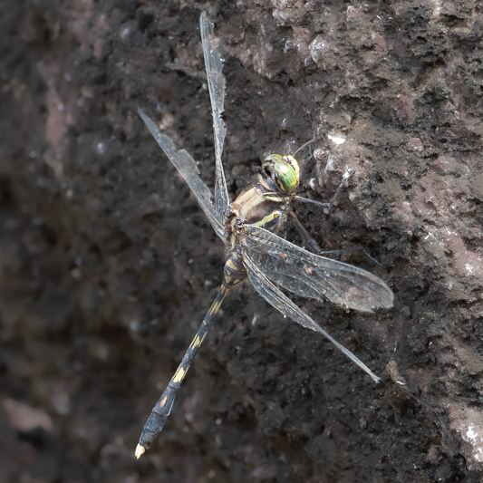 Orthetrum serapia male (6 of 9).jpg