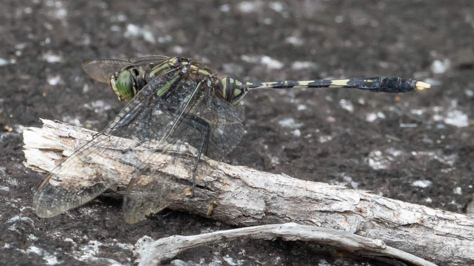 Orthetrum serapia male (7 of 9).jpg