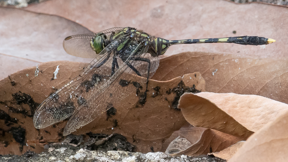 Orthetrum serapia male (8 of 9).jpg