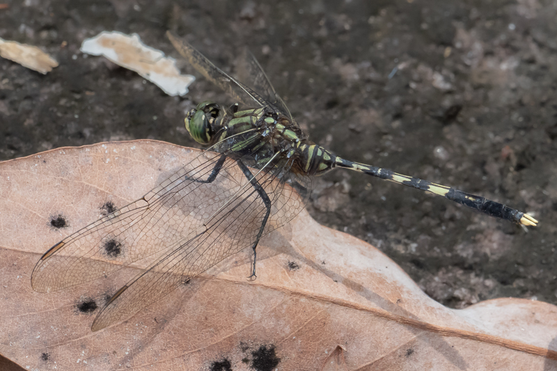 Orthetrum serapia male (9 of 9).jpg