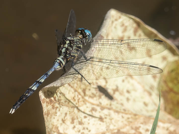 Orthetrum stemmale immature male.jpg