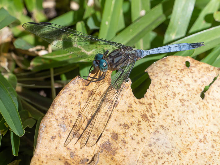 Orthetrum stemmale mature male 2.jpg