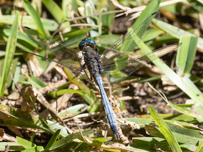 Orthetrum stemmale mature male 3.jpg