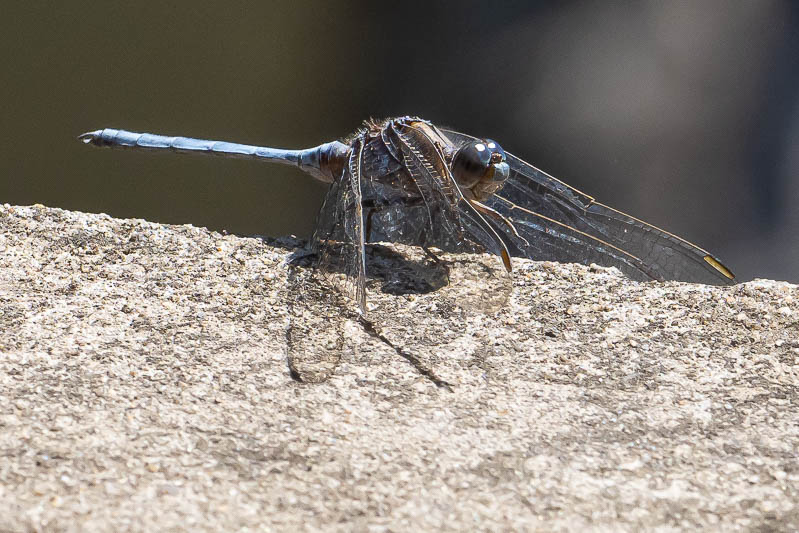 Orthetrum stemmale mature male 4.jpg