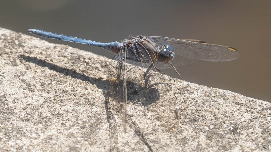 Orthetrum stemmale mature male.jpg