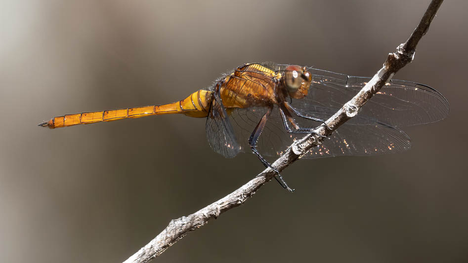 Orthetrum villosovittatum  imm male-1.jpg