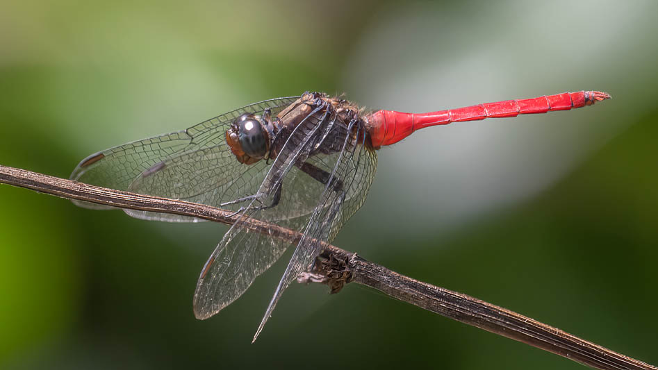 Orthetrum villosovittatum male-1.jpg