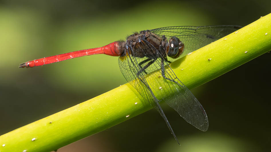 Orthetrum villosovittatum male-2.jpg