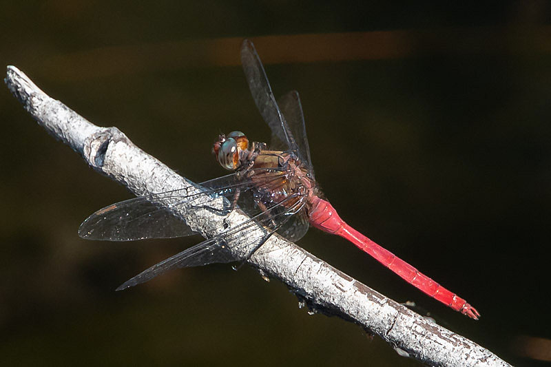 Orthetrum villosovittatum male-2092.jpg