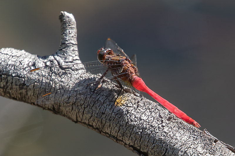 Orthetrum villosovittatum male-2106.jpg