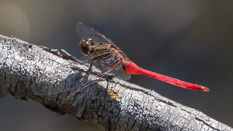 Orthetrum villosovittatum male-2112.jpg