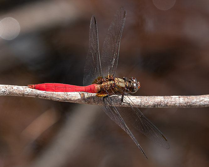 Orthetrum villosovittatum male-2146.jpg