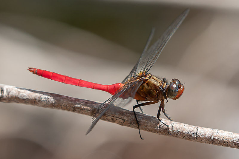 Orthetrum villosovittatum male-2148.jpg