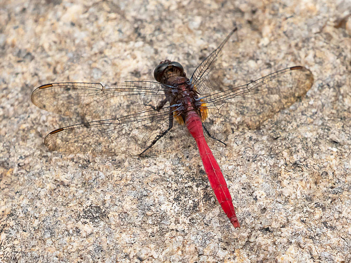 Orthetrum villosovittatum male-2346.jpg