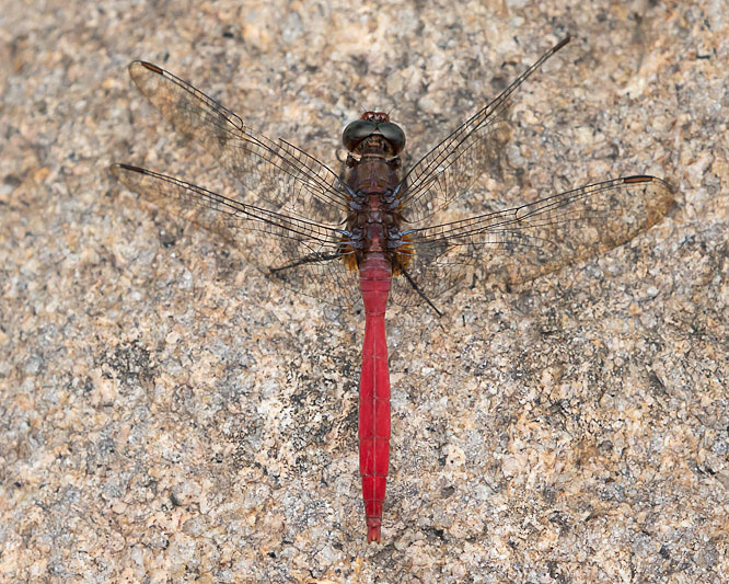 Orthetrum villosovittatum male-2349.jpg