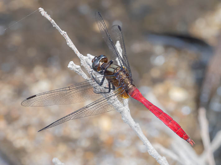 Orthetrum villosovittatum male-3.jpg