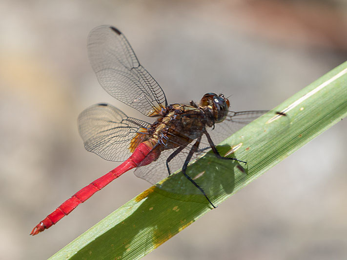 Orthetrum villosovittatum male-3277.jpg