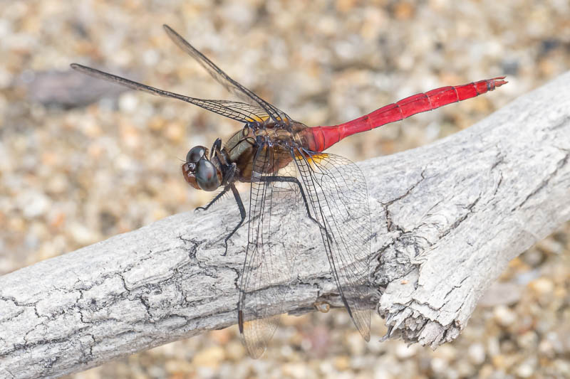 Orthetrum villosovittatum male-4.jpg