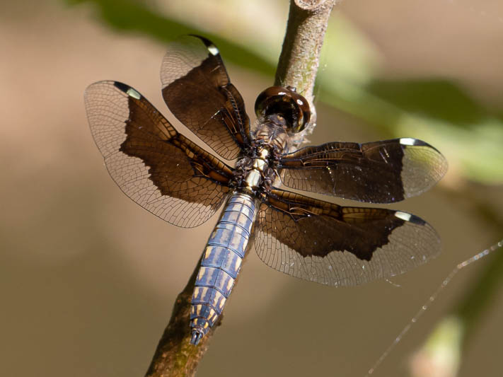 Palpopleura lucia imm male-225259.jpg