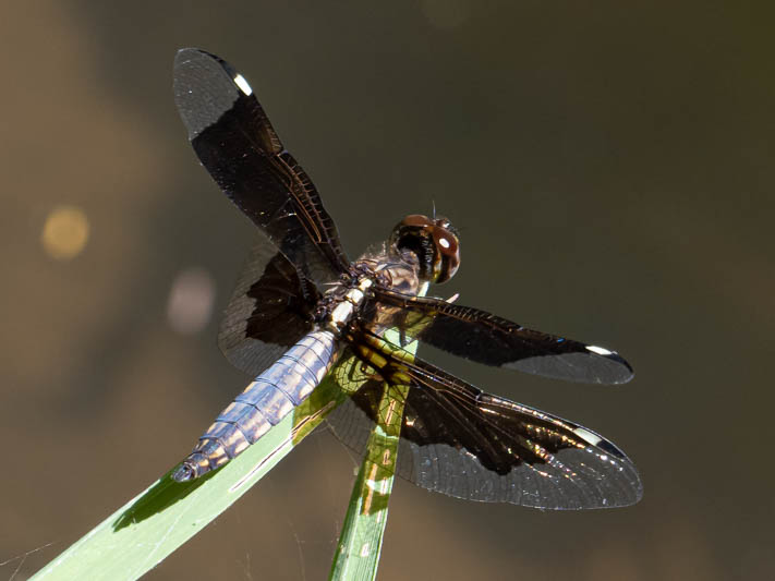 Palpopleura lucia imm male-225263.jpg