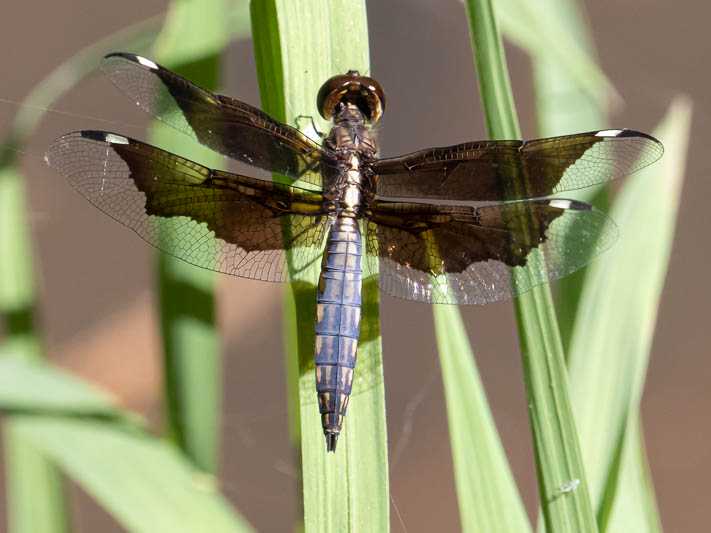 Palpopleura lucia imm male-225316.jpg