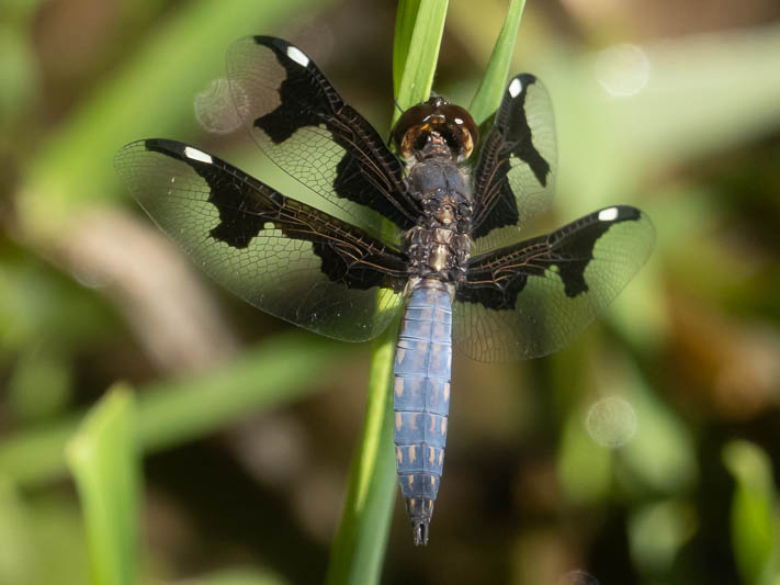 Palpopleura imm male-225306.jpg