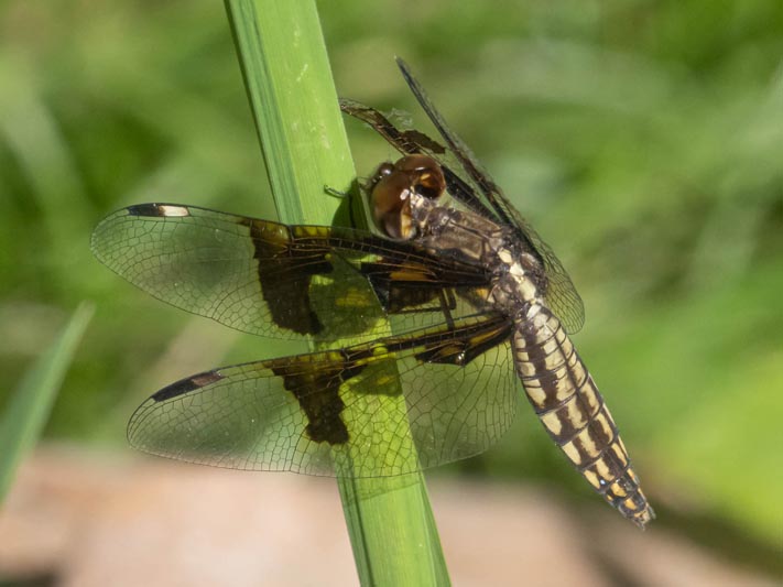 Palpopleura lucia-portia female-225307.jpg