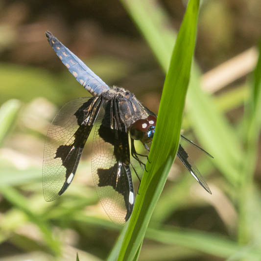 Palpopleura portia imm male-225276.jpg