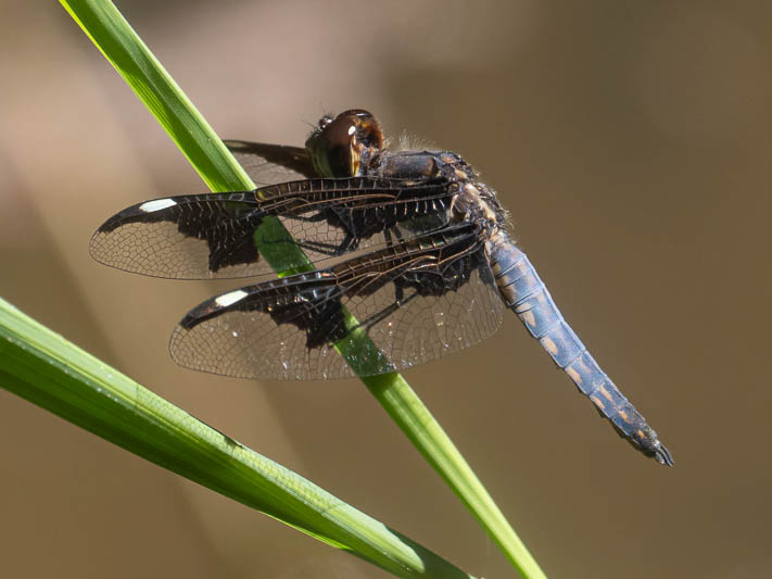 Palpopleura portia male-225250.jpg