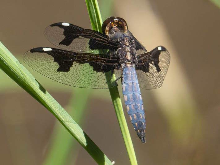 Palpopleura portia male-225253.jpg