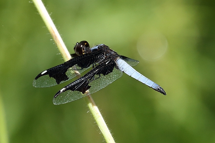 _17C2012 Shadow-bridge Widow male.jpg