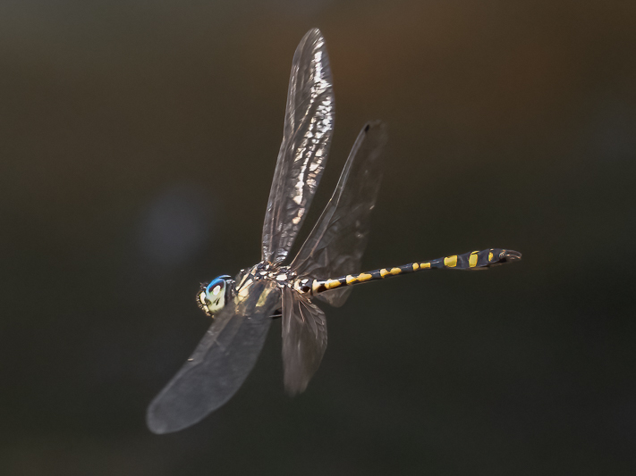 Pentathemis membranulata male (1 of 1).jpg