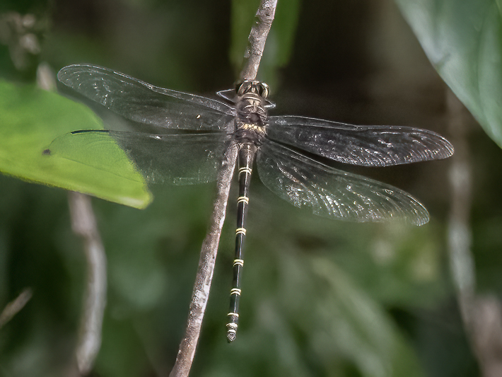 Petalura ingentissima female (1 of 2).jpg